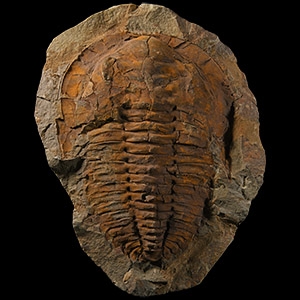 Natural History - Fossil Cambropallas Trilobite