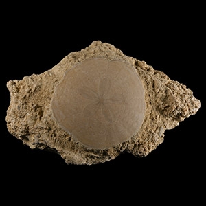 Natural History - Fossil Sand Dollar on Matrix