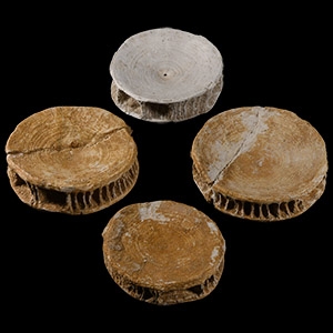 Natural History - Fossil Otodus Shark Vertebra Group