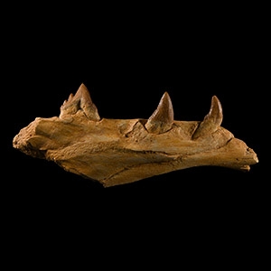 Natural History - Fossil Basilosaurus Jaw Fragment