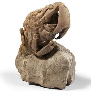 Natural History - Fossil Crab on Matrix