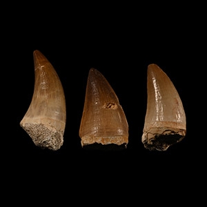 Natural History - Mosasaur Fossil Tooth Group