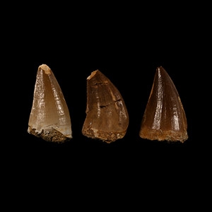 Natural History - Mosasaur Fossil Tooth Group