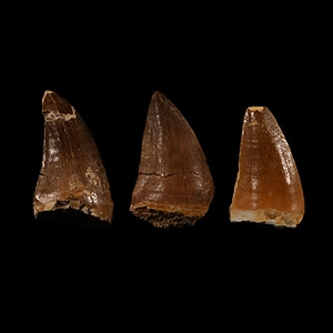 Natural History - Mosasaur Fossil Tooth Group