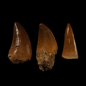 Natural History - Mosasaur Fossil Tooth Group