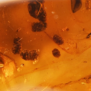 Natural History - Large Display Piece of Polished Amber with Insects