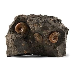 Natural History - Fossil Ammonites in Matrix