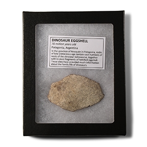 Natural History - Fossil Saltasaurus Dinosaur Eggshell Fragment