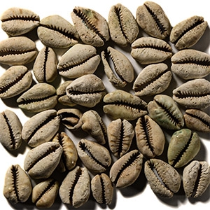 Viking Age Cowrie Shell Pendant Collection