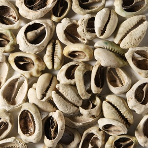 Viking Age Cowrie Shell Pendant Collection