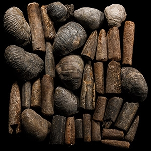 Natural History - Mixed Fossil Collection