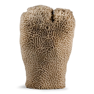 Natural History - Vintage Brain Coral Display Specimen