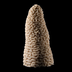 Natural History - Vintage Brain Coral Display Specimen