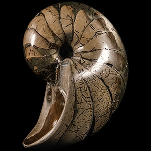 Natural History - British Pyritised Fossil Nautiloid