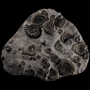 Natural History - British Arnioceras Fossil Ammonite Multiblock