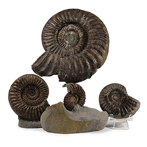 Natural History - British Coroniceras Fossil Ammonite Collection