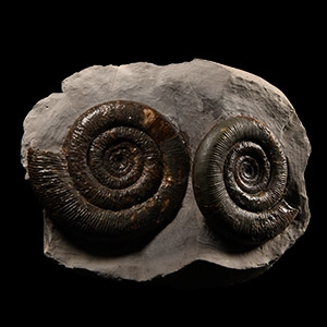 Natural History - British Dactylioceras Fossil Ammonite Pair