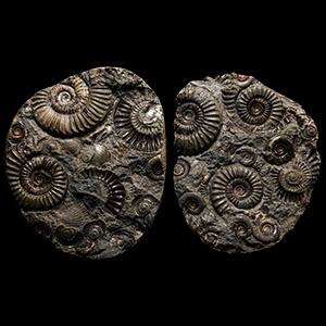 Natural History - British Arnioceras Fossil Ammonite Hidden Gem Pair