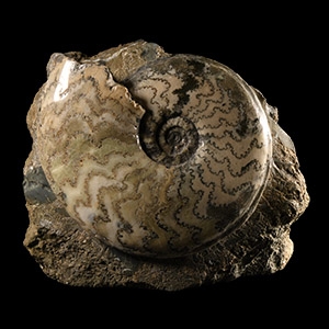 Natural History - Large British Eparietites Fossil Ammonite