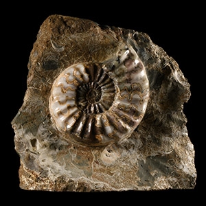 Natural History - Large British Asteroceras Fossil Ammonite