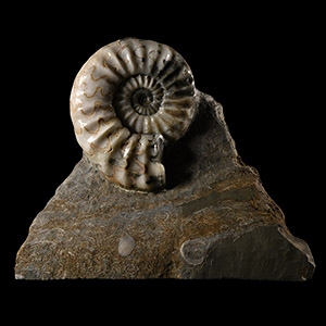 Natural History - British Asteroceras Fossil Ammonite