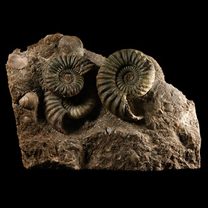 Natural History - British Asteroceras Fossil Ammonite Multi Display