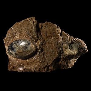 Natural History - British Asterocerus Fossil Ammonite and Bivalve Display