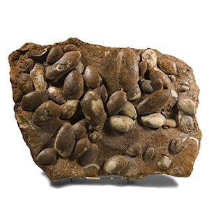 Very Large British Cardinia Fossil Ocean Floor Display