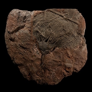 Natural History - Large Crinoid Fossil Display Plate