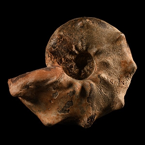 Natural History - Large Fossil Ammonite