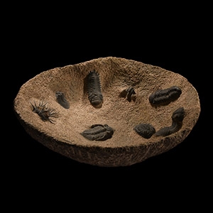 Natural History - Very Large Stone Bowl with a Collection of Fossil Trilobites