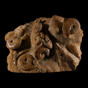 Natural History - Large British Sigaloceras Fossil Ammonite Multi Display