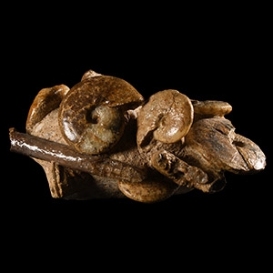 Natural History - British Sigaloceras Fossil Ammonite Multi Display