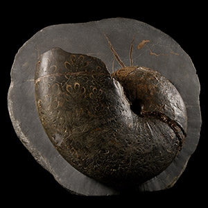 Natural History - Exceptional British Phylloceras Fossil Ammonite