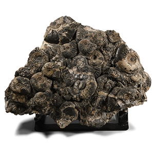 Natural History - Large British Kosmoceras Fossil Ammonites Display Panel