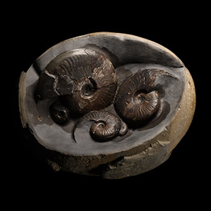 Natural History - Large British Eleganticeras Fossil Ammonite Multi Display Egg