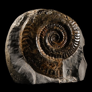 Natural History - Large British Hildoceras Fossil Ammonite Display