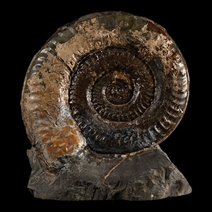 Natural History - Large British Hildoceras Fossil Ammonite Display