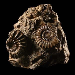 Natural History - Large British Pleuroceras Fossil Ammonite Multi Display