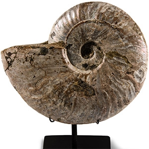 Natural History - Large Cleoniceras Fossil Ammonite with Stand