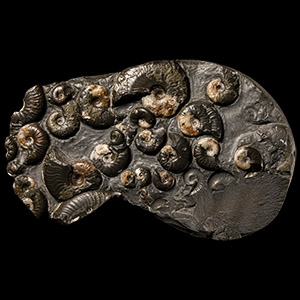 Natural History - British Eleganticeras Fossil Ammonite Multi Display