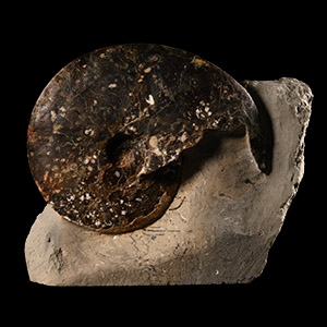 Natural History - Large British Amauroceras Fossil Ammonite Display