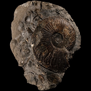 Natural History - Large British Amaltheus Fossil Ammonite Display