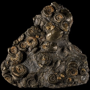 Natural History - British Bifacial Fossil Ammonite Display Plate