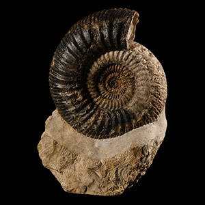 Natural History - British Fossil Ammonite Display