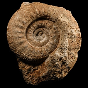 Natural History - British Stephanoceras Fossil Ammonite Display