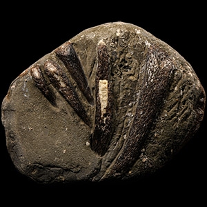 Natural History - British Fossil Plesiosaur Marine Dinosaur Ribs and Scapular Bifacial Display Specimen