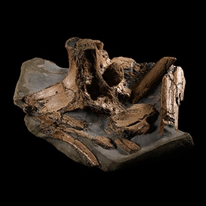Natural History - British Fossil Extinct Crocodile Bones
