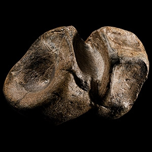Natural History - British Fossil Plesiosaur Marine Dinosaur Vertebrae Display
