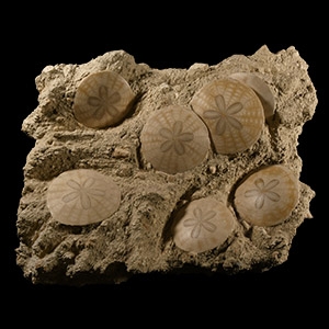 Natural History - Large Polished Fossil Sand Dollar Multi Display